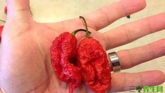 查拉皮塔辣椒为什么这么贵？