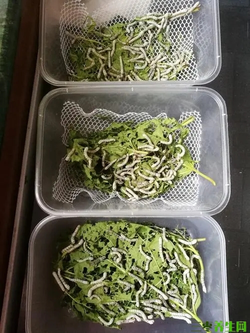七彩蚕宝宝有毒吗图片？